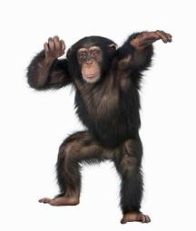 Plakat małpa zwierzę dziki taniec ssak