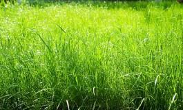 Obraz na płótnie park lato zdrowy trawa