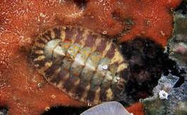 Plakat morze mięczak zwierzę podwodne