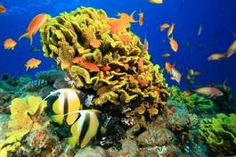 Plakat zwierzę morze czerwone tropikalna ryba natura ławica