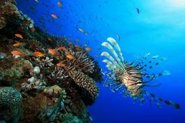 Plakat koral tropikalna ryba morze czerwone morze rafa