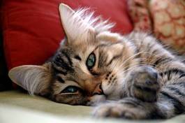 Plakat ładny kot zwierzę kociak