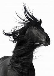 Plakat zwierzę koń wyścigi konne