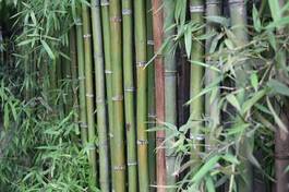 Plakat chiny zen japoński bambus