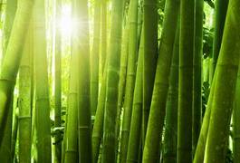 Plakat słońce przebijające się przez bambusowy las