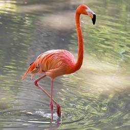 Plakat flamingo zwierzę woda