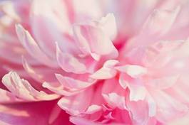 Fototapeta beautiful and tender pink peony flower petals closeup