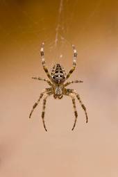 Plakat ogród zwierzę pająk