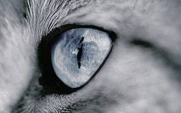 Plakat zwierzę oko kot