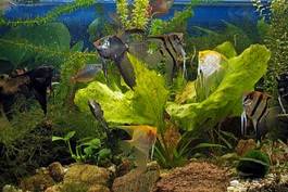 Plakat natura roślina ładny zwierzę podwodne