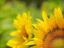 Plakat kwiat słonecznik lato niebo słońce