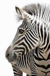 Plakat republika południowej afryki natura koń bezdroża uśmiech