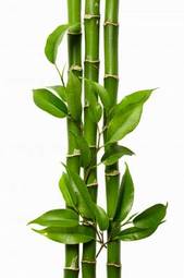 Plakat bambus natura spokojny roślina biały