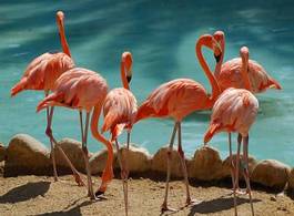 Plakat flamingo ptak europa zwierzę hiszpania