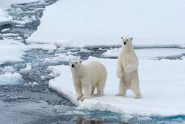 Plakat lód niedźwiedź matka polarnych arktyczny