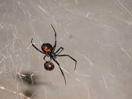 Plakat jedzenie natura pająk