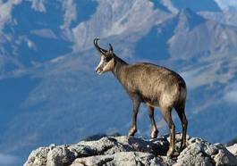 Plakat natura alpy zwierzę góra ssak