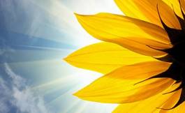 Plakat lato zdrowy żniwa wzór słonecznik