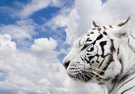 Plakat tygrys twarz kot egzotyczny