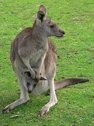 Plakat dziki kangur ładny