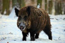 Plakat świnia zwierzę dzik śnieg las