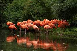 Plakat flamingos