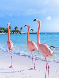 Fototapeta pink flamingo walking on the beach