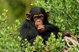Plakat zwierzę małpa noworodek dzikość