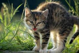 Plakat szczenię trawa ładny kot zwierzę