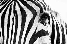Plakat twarz safari zwierzę dziki oko