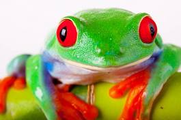Plakat żaba samochód natura zwierzę