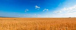 Plakat rolnictwo pszenica niebo