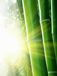 Naklejka natura spokojny krajobraz bambus masaż