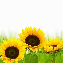 Plakat natura słonecznik kwiat