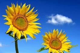 Plakat słońce ogród kwiat natura