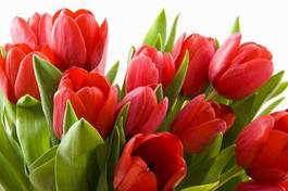 Plakat czerwone holenderskie tulipany