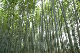 Obraz na płótnie zen świeży bambus