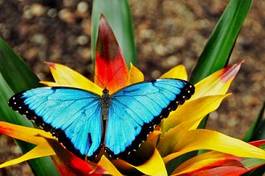 Plakat motyl przepiękny ładny kwiat