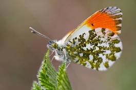 Fotoroleta motyl lato natura ładny
