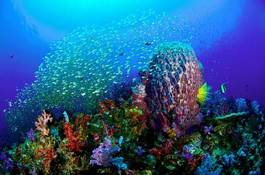 Plakat podwodne morze natura rafa ryba
