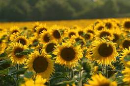 Plakat lato kwiat słonecznik słońce sezon