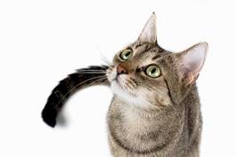 Plakat zwierzę ssak kociak oko kot