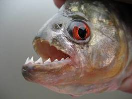 Plakat fauna ameryka południowa brazylia ryba woda