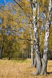 Fotoroleta park jesień trawa drzewa