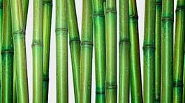Plakat ogród tropikalny bambus japoński azja