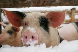 Plakat świnia portret śnieg zwierzę