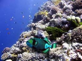 Plakat ryba koral tropikalny australia podwodne