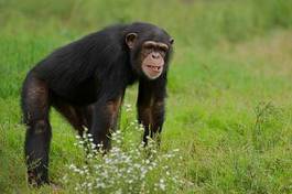 Plakat tropikalny małpa las zwierzę ładny