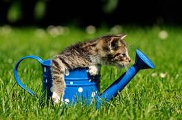 Fotoroleta kot kubek trawa zwierzę