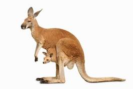Plakat kangur ssak australia zwierzę ładny